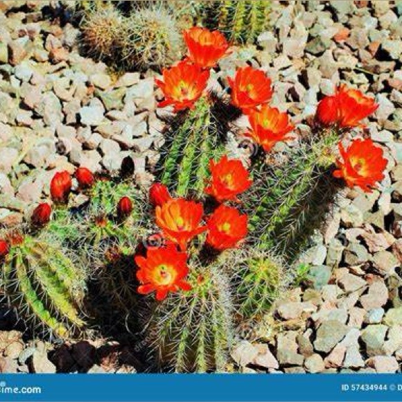 Random Pulls - Picture 1 of 1